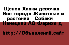 Щенок Хаски девочка - Все города Животные и растения » Собаки   . Ненецкий АО,Фариха д.